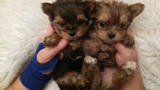 The Faery Dog Mother Squeakers MORKIE babies Ready soon [upl. by Bryner3]