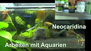 Neocaridina Zwerggarnelen praktische Aquaristik mit Garnelen im Aquarium arbeiten [upl. by Welby]