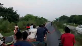 Bullock cart race funny accident [upl. by Tav430]