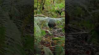 Superb Lyrebird practising his courtship display on a fern I’d give my camera work about a lyrebird [upl. by Ingra]