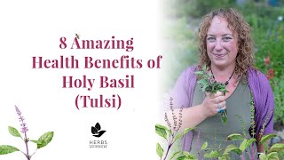 Holy Basil Benefits  Benefits of Tulsi  Ocimum sanctum [upl. by Cann]