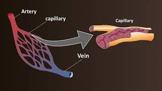 Network of Blood Vessels  Arteries Veins amp Capillaries [upl. by Petr]