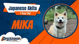 Best Japanese Akita Dog Training  Mika  Dog Training in London [upl. by Ennaira]