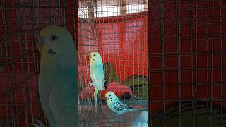 Birds ready for sale Rainbow materials yellowface Opaline greywing [upl. by Llenel93]