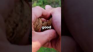 Why Do Squirrels Love NUTS 🤨 shorts viral [upl. by Jareb576]