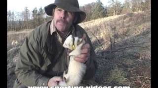 Fishing with ferrets rabbiting poaching [upl. by Anelet]