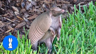 Cute ARMADILLO compilation  NEW 2019 [upl. by Nedyarb]