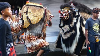 Barong Macan Vs Barong Bangkung  Kuningan 2023 [upl. by Elyrrad]