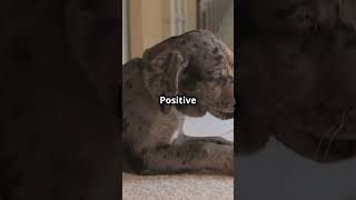 How to Handle Common Dog Behavioral Issues  Fun amp Easy Tips animalowner pets doglover cutedog [upl. by Nnylyrehc]