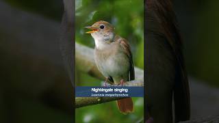 The Nightingales song is becoming rare in the UK shorts [upl. by Virginia]