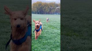 Labradoodle puppy and Goldendoodle puppy in London park Dog walk [upl. by Cleary797]