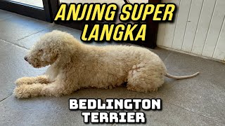 BEDLINGTON TERRIER INDONESIA [upl. by Chuipek457]