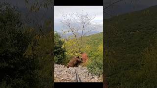 великолепный кадр кабана hunting chasse wildboar охота дикий кабан [upl. by Chiou]