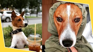 BASENJI 🐕 Watch This Before Getting A Basenji Puppy 🐕 Pros amp Cons of the Basenjis Dog Breed Puppies [upl. by Lais]