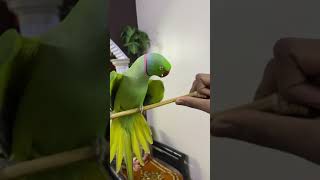 Ringneck Talking parrot 🥇 [upl. by Lamp]