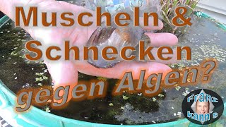 Helfen Muscheln und Schnecken gegen Algen im Teich Teil 1  Einsetzen [upl. by Ahsilahk]