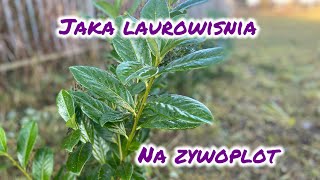 Którą laurowiśnie wybrać na żywopłot Co zrobić by laurowiśnia nie zmarzła Odmiany i zimowanie [upl. by Kiri]