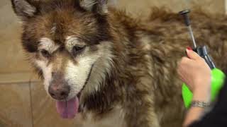 Alaskan Malamute grooming with AshleyCraig [upl. by Chiquita]