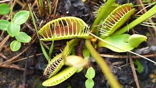 The Croatan Explorer Carnivorous Plants of The Croatan Forest [upl. by Ahsemad]