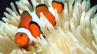 Sebae Anemone Hosting Clownfish [upl. by Kiley]