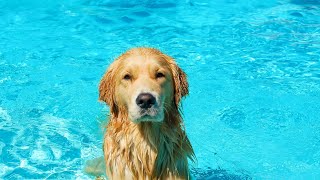 How Chesapeake Bay Retrievers Help with Wetland Restoration [upl. by Hekker]