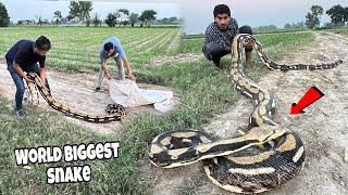 Anaconda Snake Ko Paker Liya 😱 [upl. by Cyd]