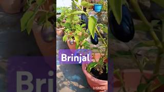 छत में सब्जी उगाओ Vegitablegardening mygardenflowers terrisgarden youtubeshortsgardenflowers [upl. by Alderman]