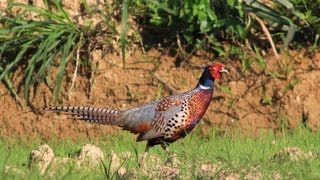 Common Pheasant call，環頸雉叫聲 [upl. by Hindu]