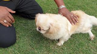 Chiropractic on Pekingese Dog in India by Dr Rajneesh kant 9308511357 [upl. by Assilrac]