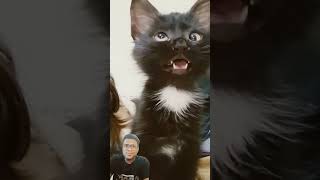 Bili ki mastian funny catvideos comedy [upl. by Prasad]