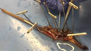 BMED 3110 Earthworm Dissection Tutorial [upl. by Ecnahs]