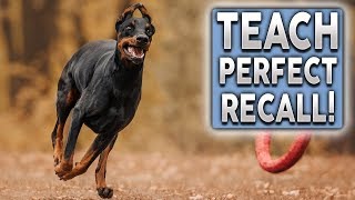 How To Teach PERFECT Recall Stop Your Dog Ignoring You Off Leash [upl. by Adnara378]