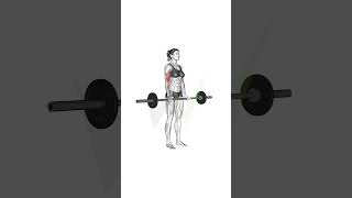 Straight Bar The Ultimate Tool for Versatile Workouts fitnesstips motivation quickworkouts [upl. by Notse487]