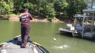 Pesca Black Bass Fishing Lake Wylie [upl. by Jahn179]