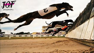 Greyhound Champion Hurdle Racing [upl. by Minnnie921]