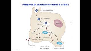 Aula 3  Tuberculose em idosos [upl. by Ardnalak]