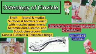 ⭐ Osteology of ClavicleUpper limbLocomotor module Explained on Clavicle Model amp Skeleton🦴 [upl. by Ratha895]