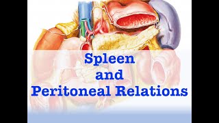 Spleen and Peritoneal Relations [upl. by Reivaxe]