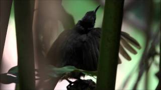 Victorias Riflebird  juvenile dancing [upl. by Ikkim]