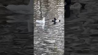 Black Headed Gull Vs Tufted Duck Standoff  Thornes Park birds avian nature [upl. by Atinaj]