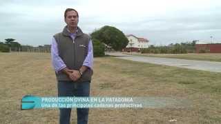 Producción ovina en Patagonia Sur [upl. by Pat539]