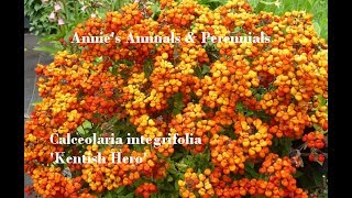 Annies Annuals amp Perennials Episode 002  Calceolaria integrifolia Kentish Hero [upl. by Naicad790]