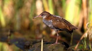 Wasserralle Rallus aquaticus [upl. by Eednac]