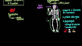 Skeletal Structure and Function [upl. by Htiaf]