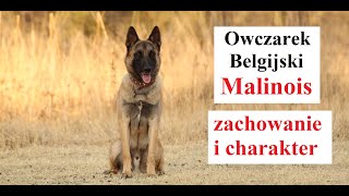 Owczarek Belgijski MALINOIS  zachowanie i charakter [upl. by Melleta309]