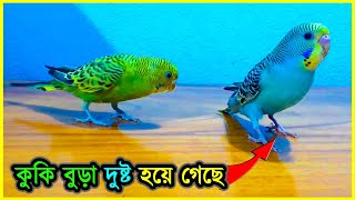 বাজেরিগার এতো চালাক হতে পারে আগে জানতাম না 💥 You Cant Believe How Clever Budgie Can Be ⚡ Jactok [upl. by Filberte830]