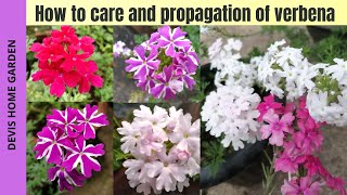 Verbena care and propagation  How to care and grow verbena  My verbena collections verbena [upl. by Amersham]