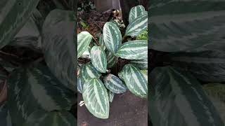 calathea plant gardening plants [upl. by Alim]