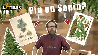 🎄🌲PIN OU SAPIN quelles différences  Epicéa peu près pareil [upl. by Akemad]