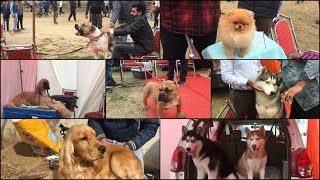 Patiala Dog Show 17th February 2019  KCI Dog Show [upl. by Jereld]